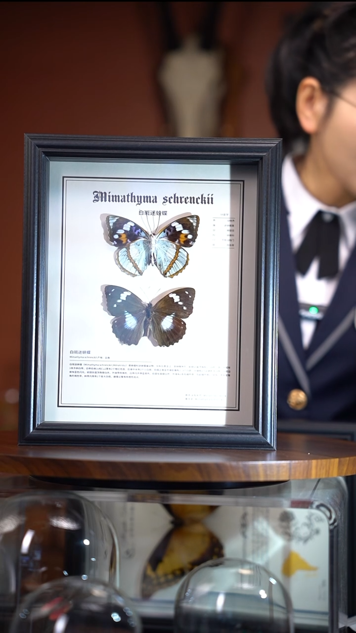 Y236   白斑迷蛱蝶正反组合