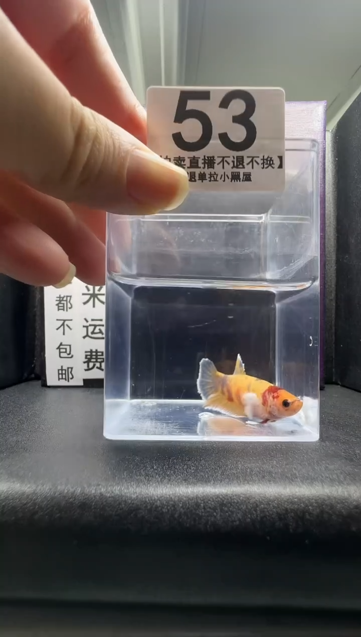 斗鱼母鱼编号：53