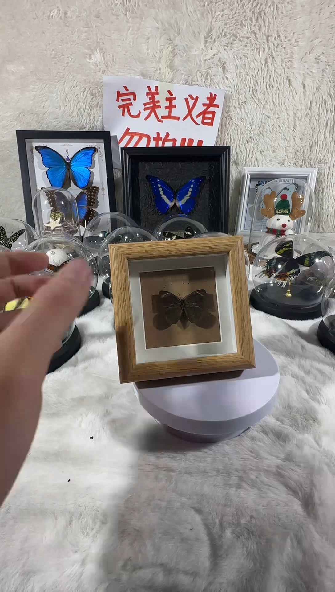 木小灰蝶     精致小框 