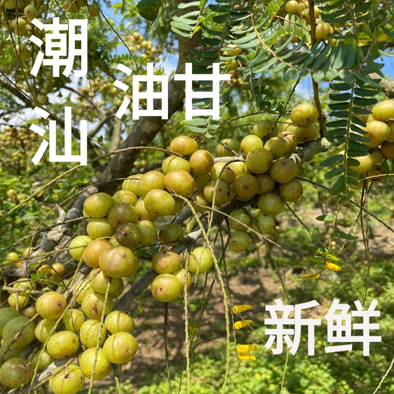 潮汕特新鲜采摘青油柑果余甘鲜果子孕妇水果煲汤榨汁甘果橄榄油柑
