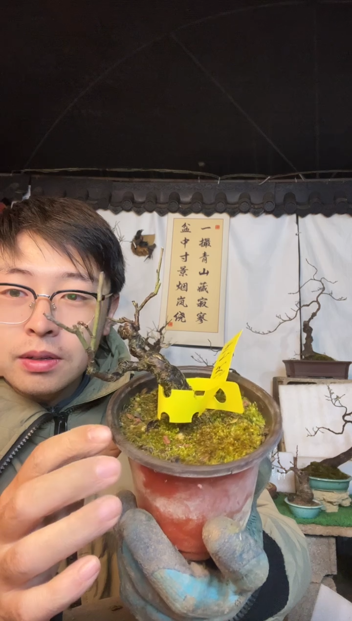 当前无花朵，栽培后可花朵乌**菇梅花的发吩咐道  方法