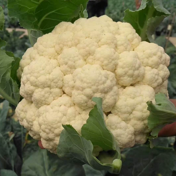 花菜 湖北农家菜 自然生长 2个包邮