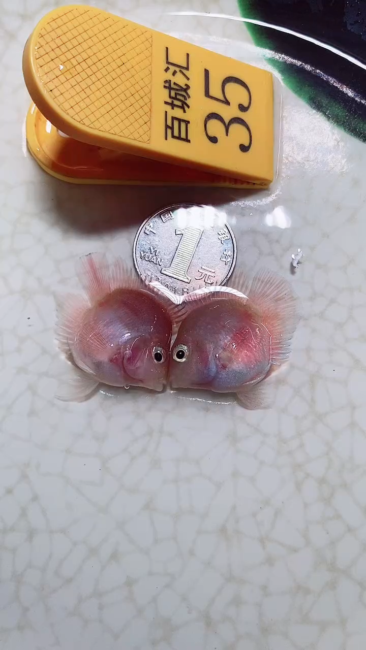 鹦鹉鱼66666666666666666