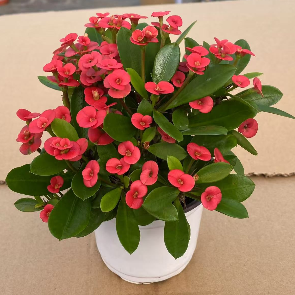 虎刺梅铁海棠木本多年生植物新手小白易成活