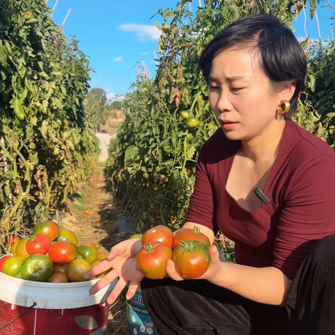 善柿老味道时光番茄（鸡蛋大小、嫌小勿拍）