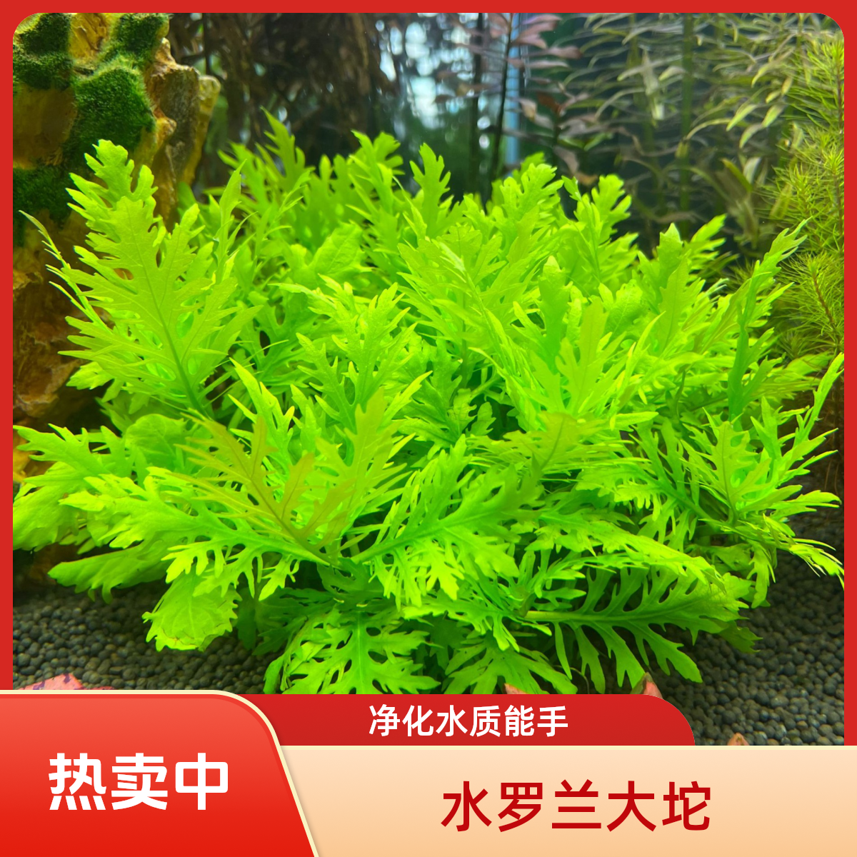 【水罗兰坨草】 水草植物活体阴性好养活可净化水质 