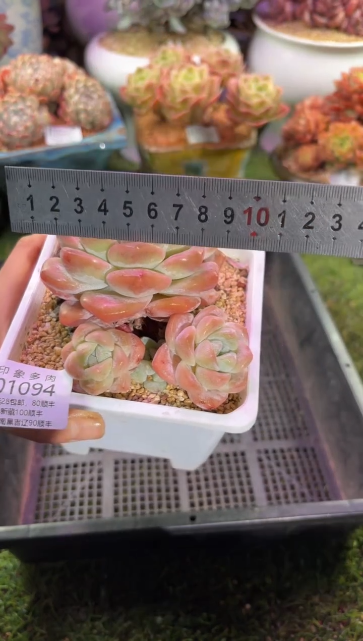 【闪购商品】01094