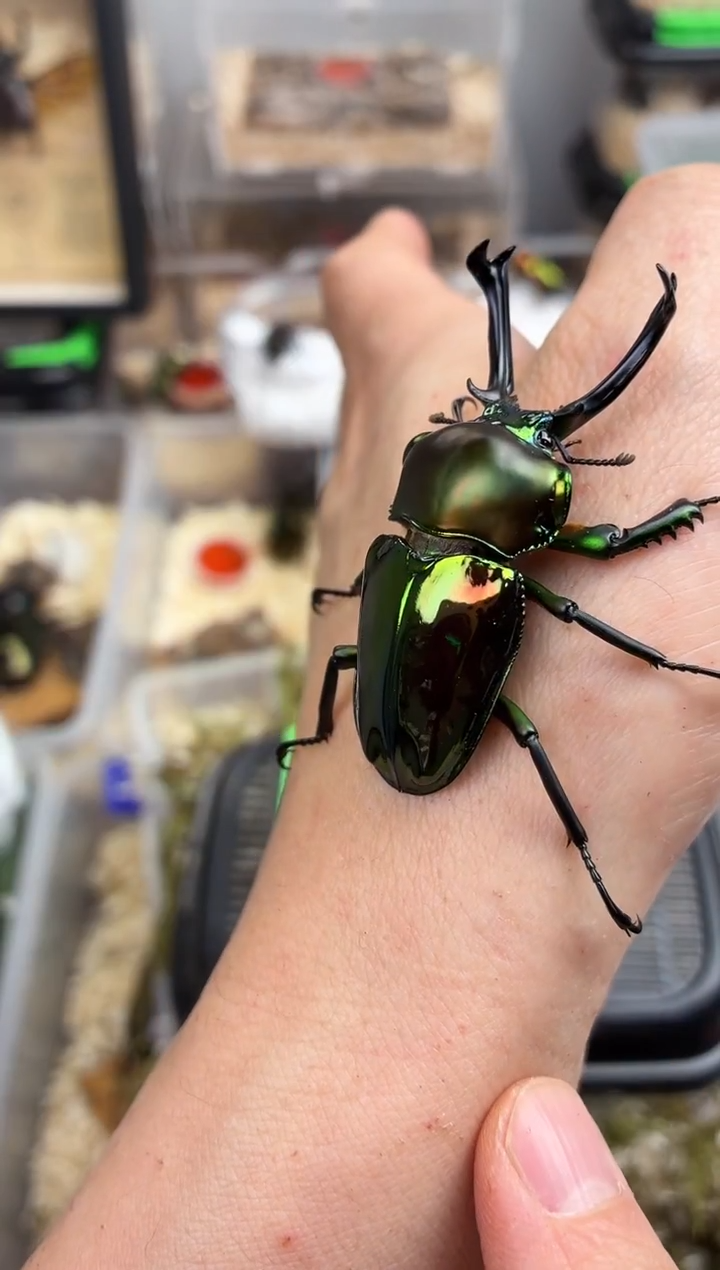 希*顿1725彩虹锹甲成虫公一只+进口饲养套餐+10个果冻