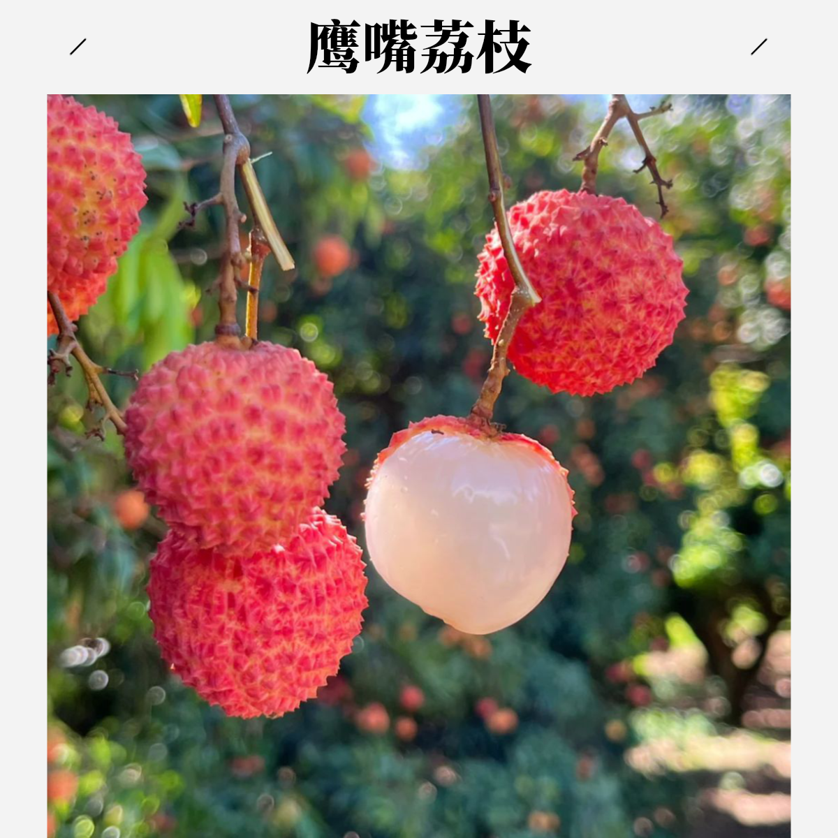 鹰嘴荔枝（份/3斤装）【仅限大同平城区云冈区可拍】