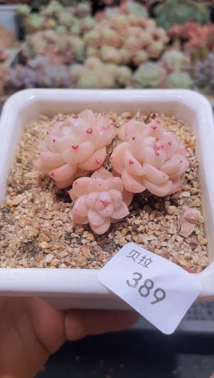 【闪购商品】389粉珍