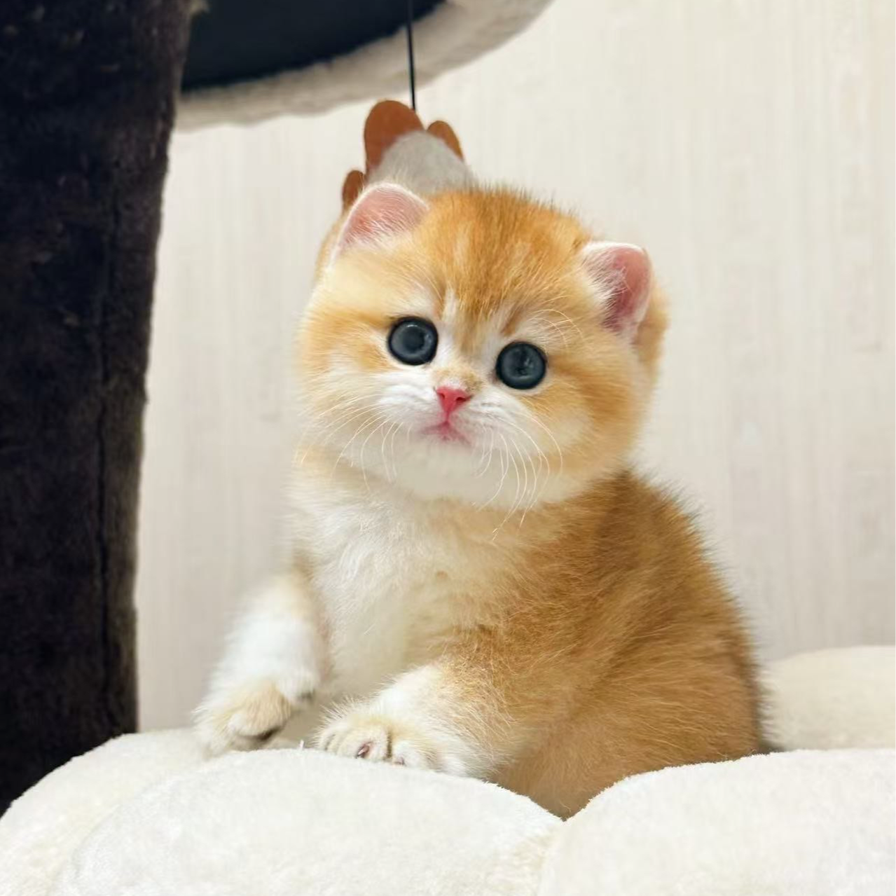 猫咪链接，粘人可爱