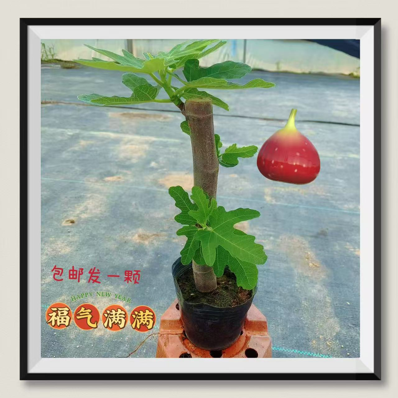 （无花果）福袋链接，福气满满包邮发一颗盆栽