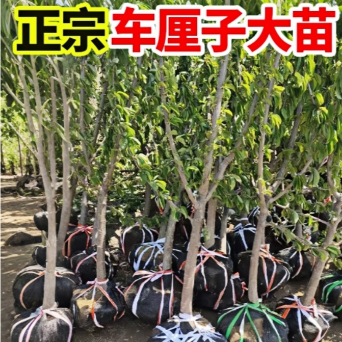一物一拍正宗车厘子树苗大樱桃树苗盆栽樱桃树苖南方北方种植地栽