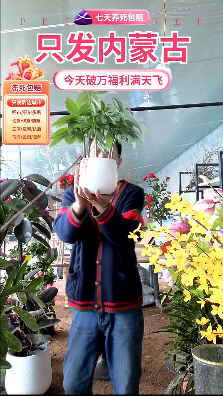 完全开放陶瓷白盆发财树