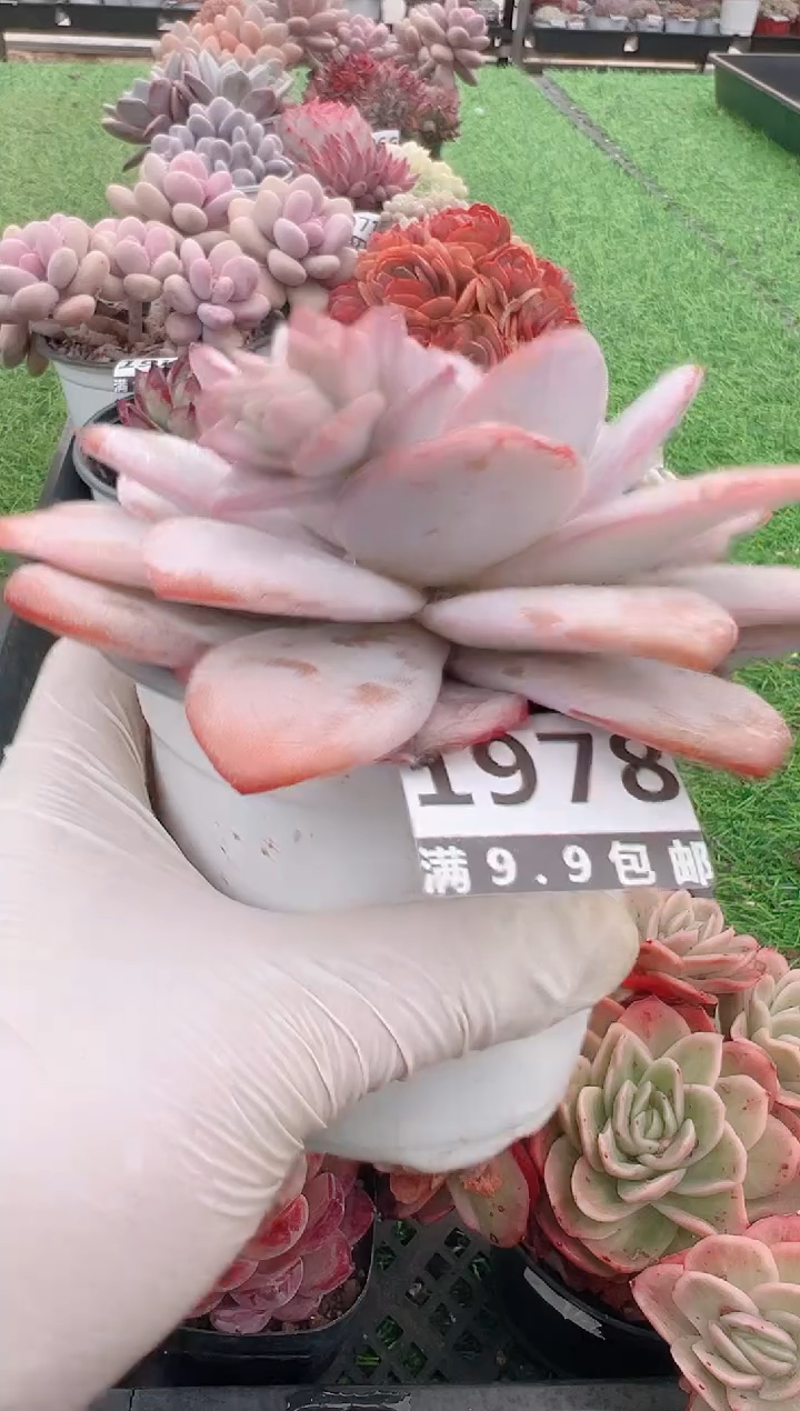 【闪购商品】信福多肉一物一拍