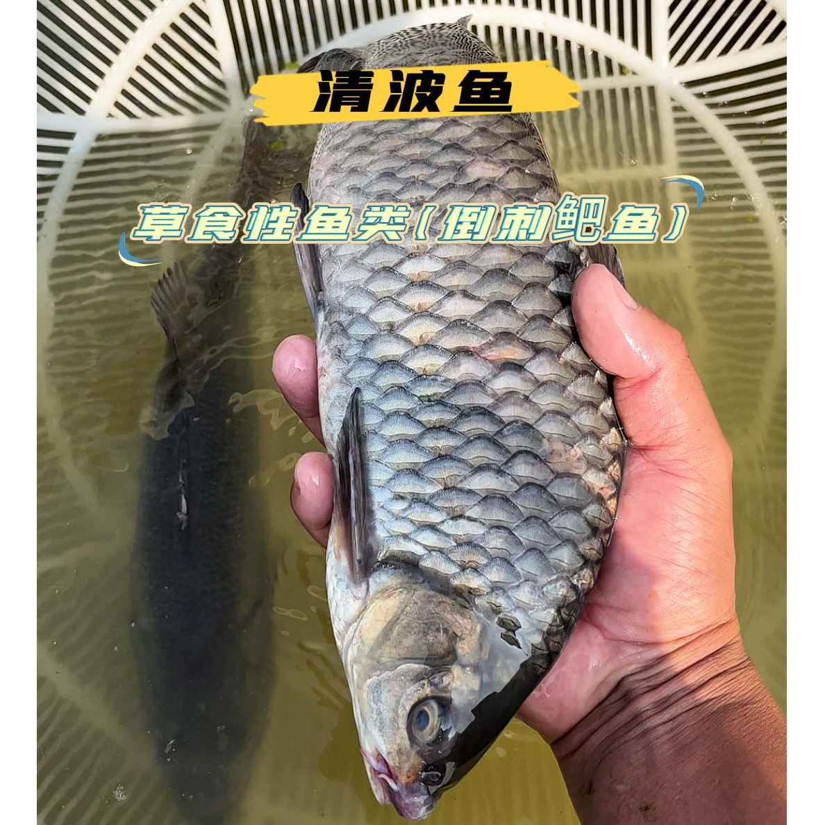 冰鲜现捞清波鱼中华倒刺巴鱼生态养殖