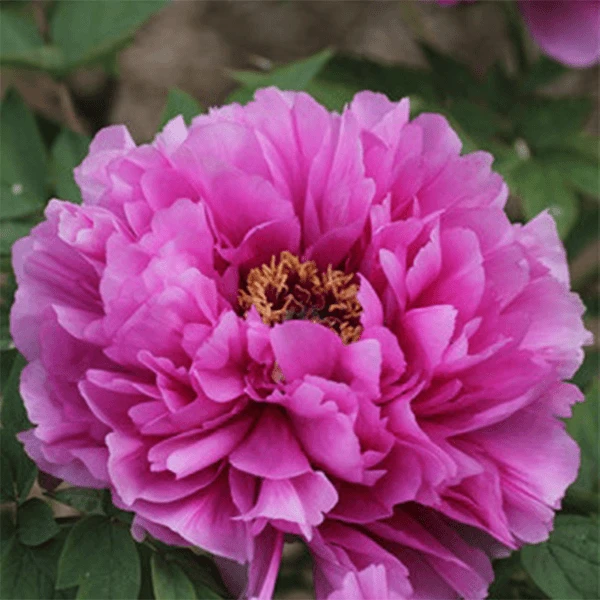 【叠云】正宗洛阳重瓣牡丹花苗北方耐寒室内盆栽地栽庭院花卉牡丹苗