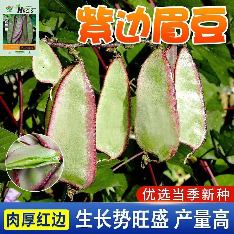 正宗紫眉豆种子早熟高产眉豆种子红眉豆种子蔬菜紫眉豆籽