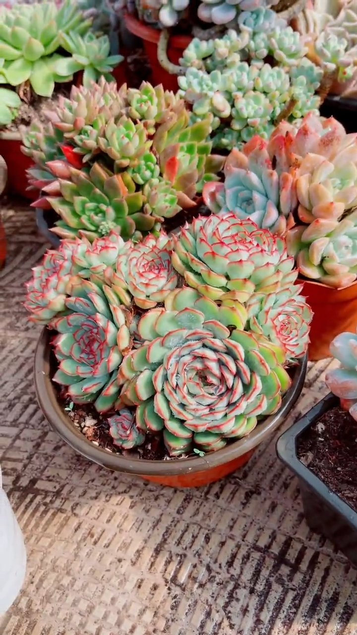 嫣*跃跃精品多肉16054