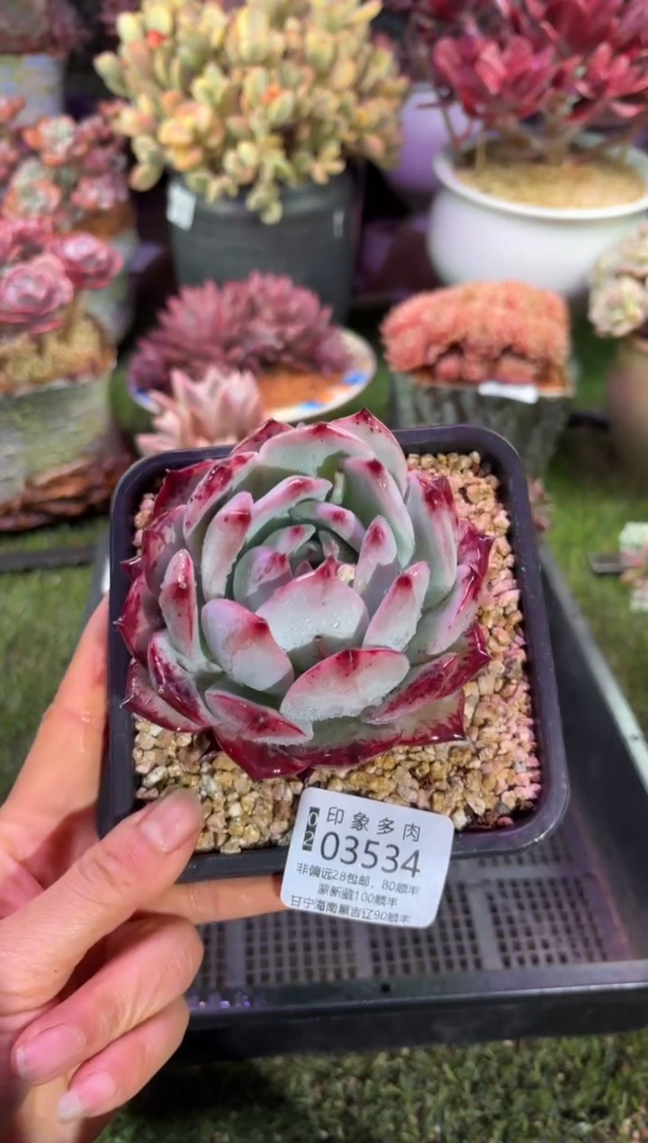 【闪购商品】03534