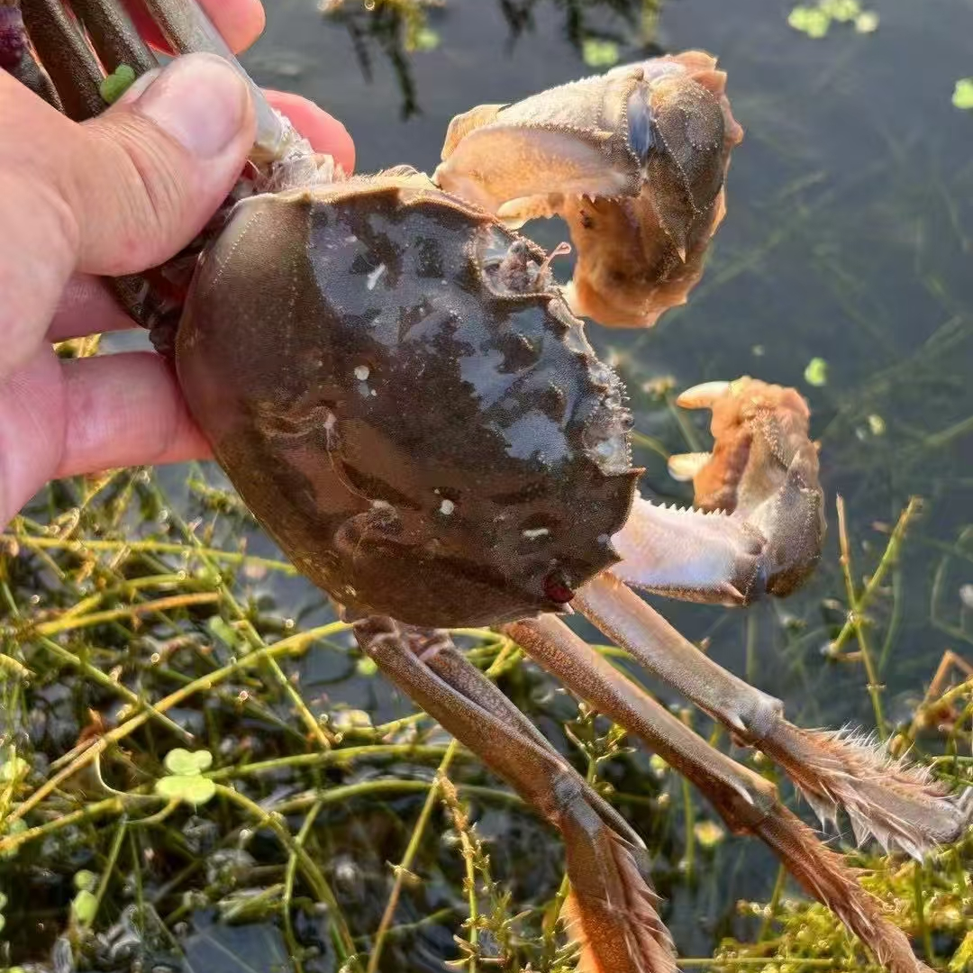 精选鲜活青蟹1.2-1.6两顺丰京东冷链发货10只送5只