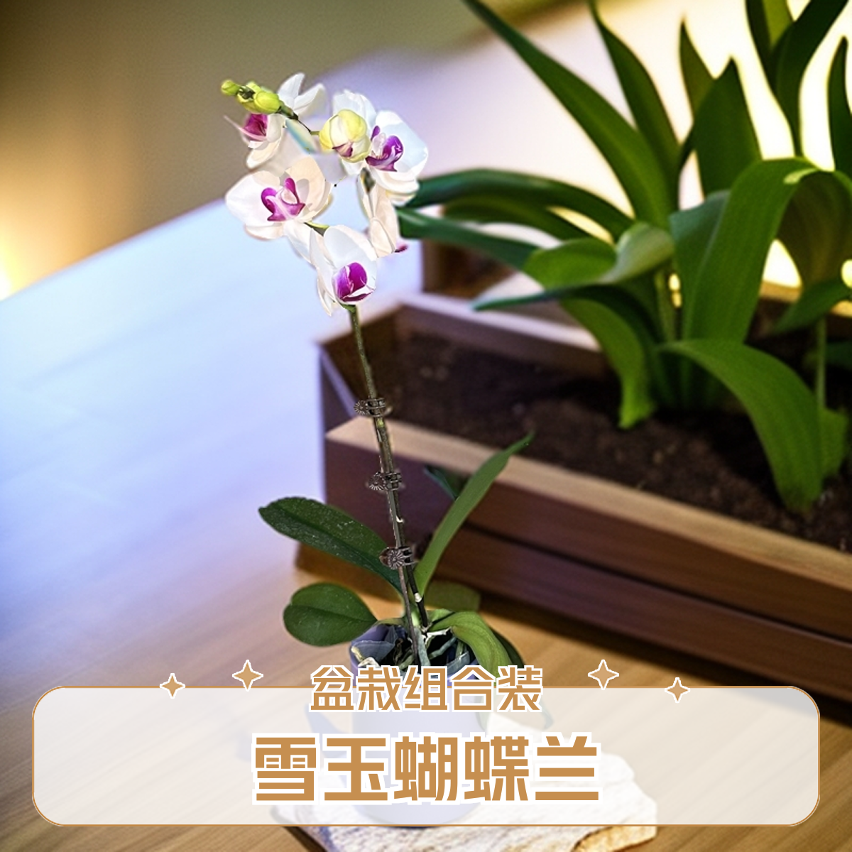 【雪玉】蝴蝶兰单株不配盆