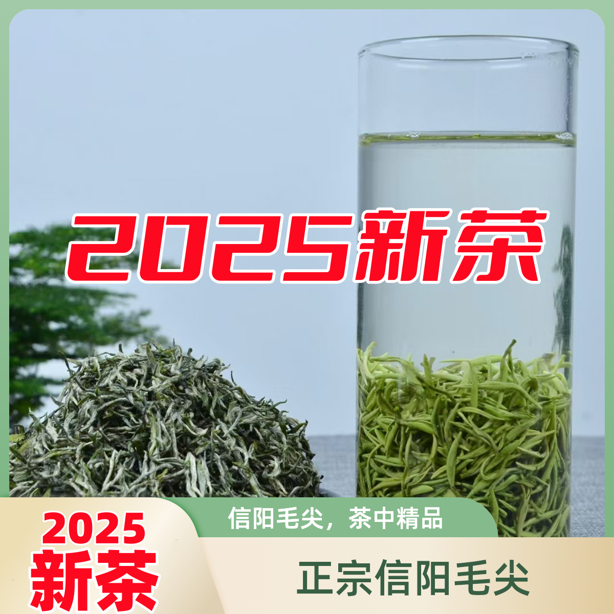 2025正宗信阳毛尖新茶多规格【顺丰包邮】