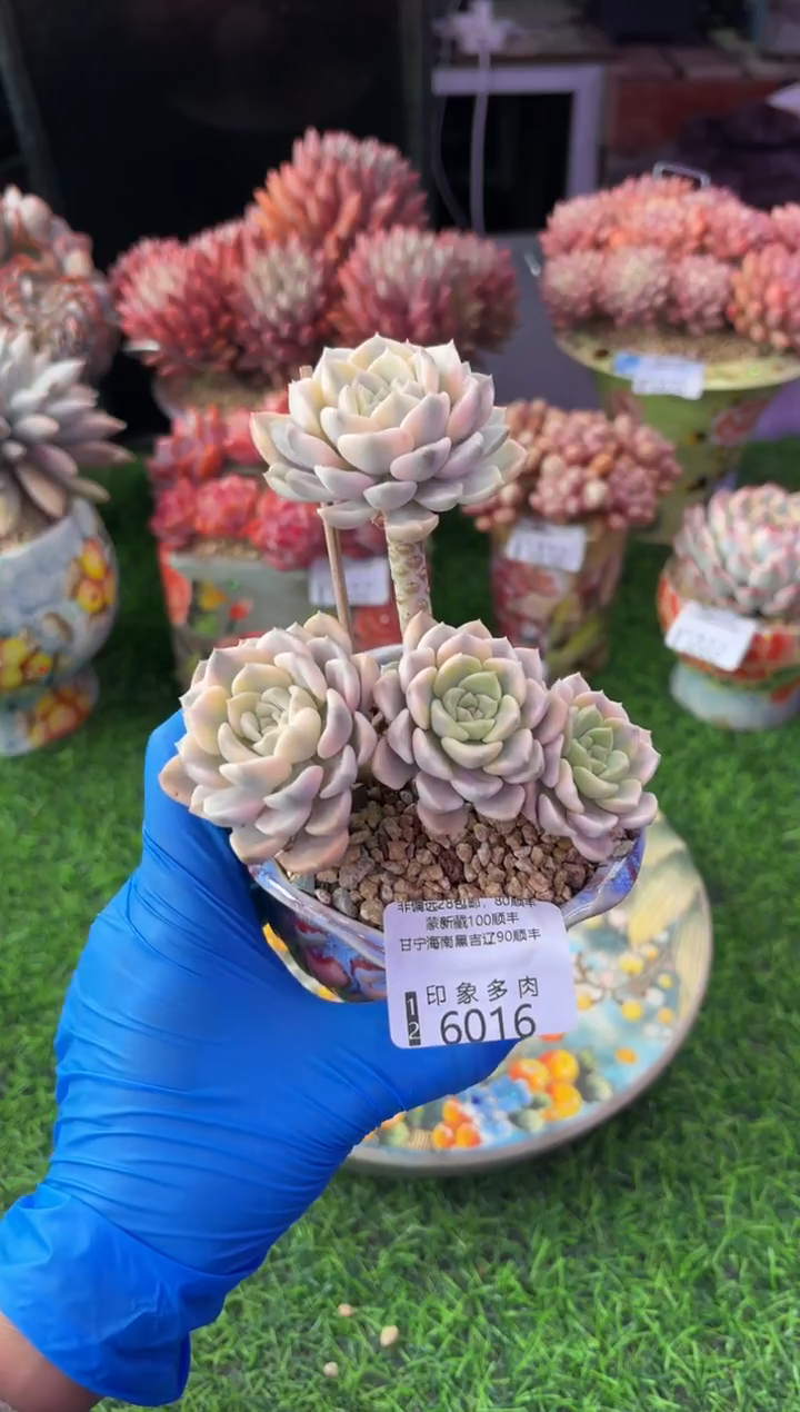 昆明印象多肉6016