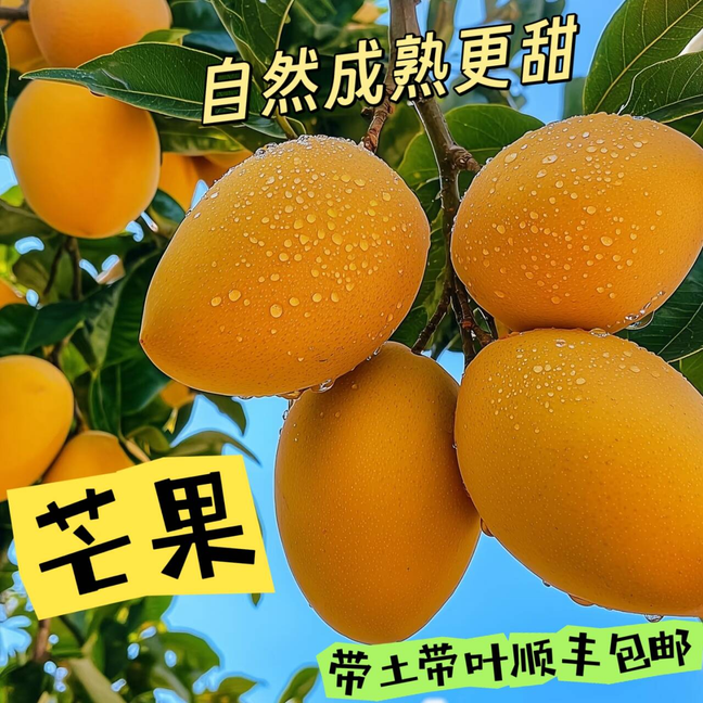 （顺丰包邮 ）嫁接芒果苗台农金煌芒桂七凯特四季盆栽地栽带土带叶