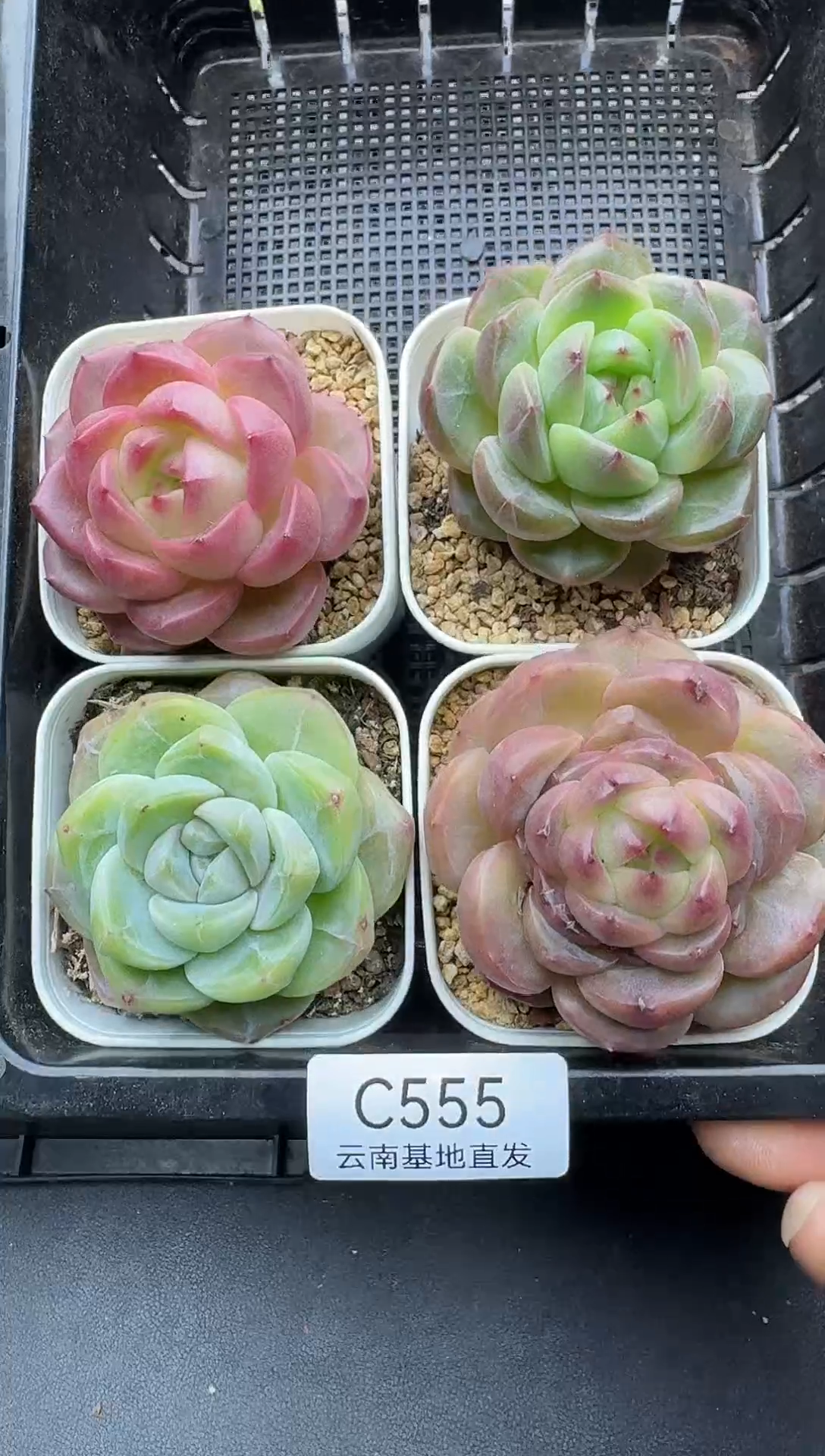 珍妮杂交多肉C555