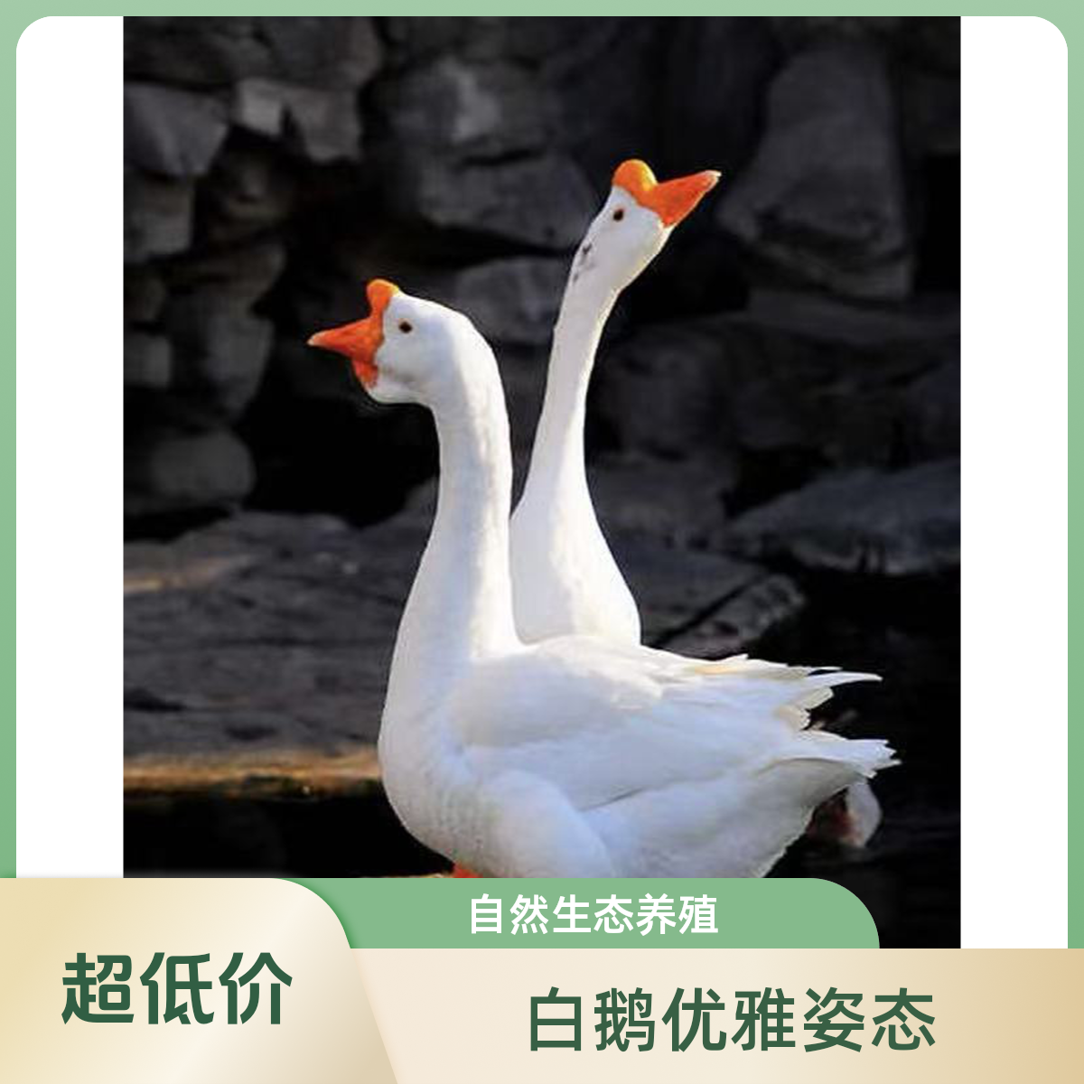 农家散养大白鹅（一物一拍，改价链接）