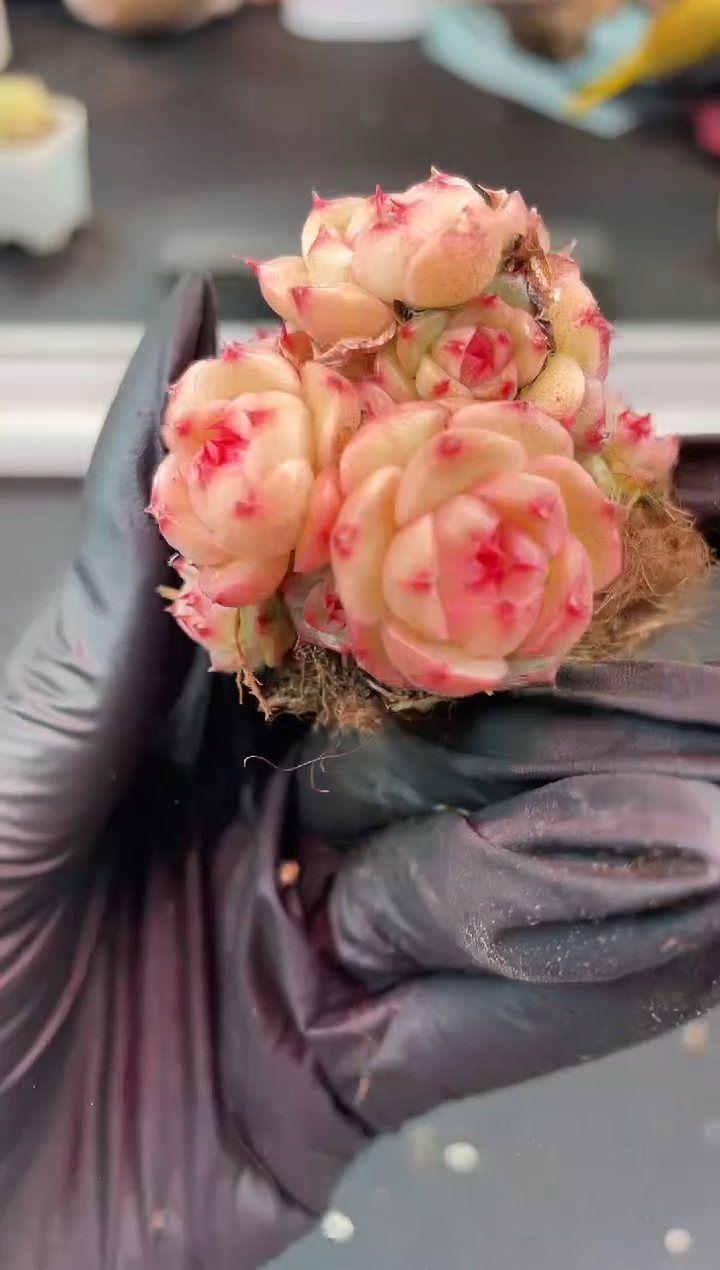 闪购1298  y-11群多肉一颗   