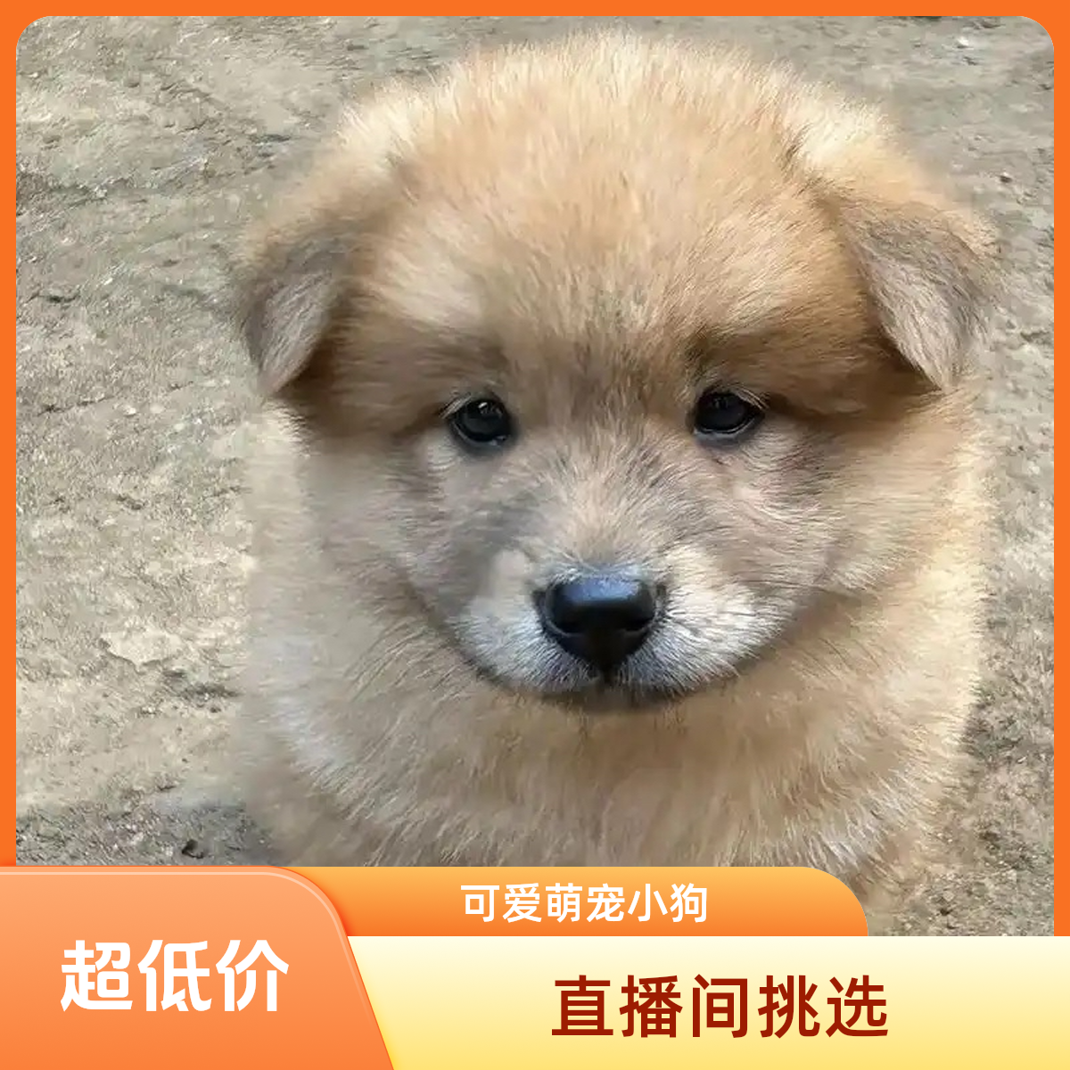 小硕中华田园犬串串混血狗狗