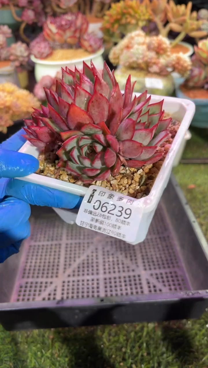 【闪购商品】06239