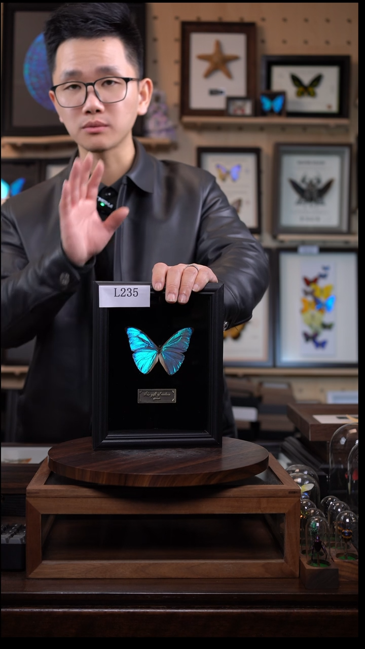 蝴蝶标本摆件竞拍黎明闪蝶l235