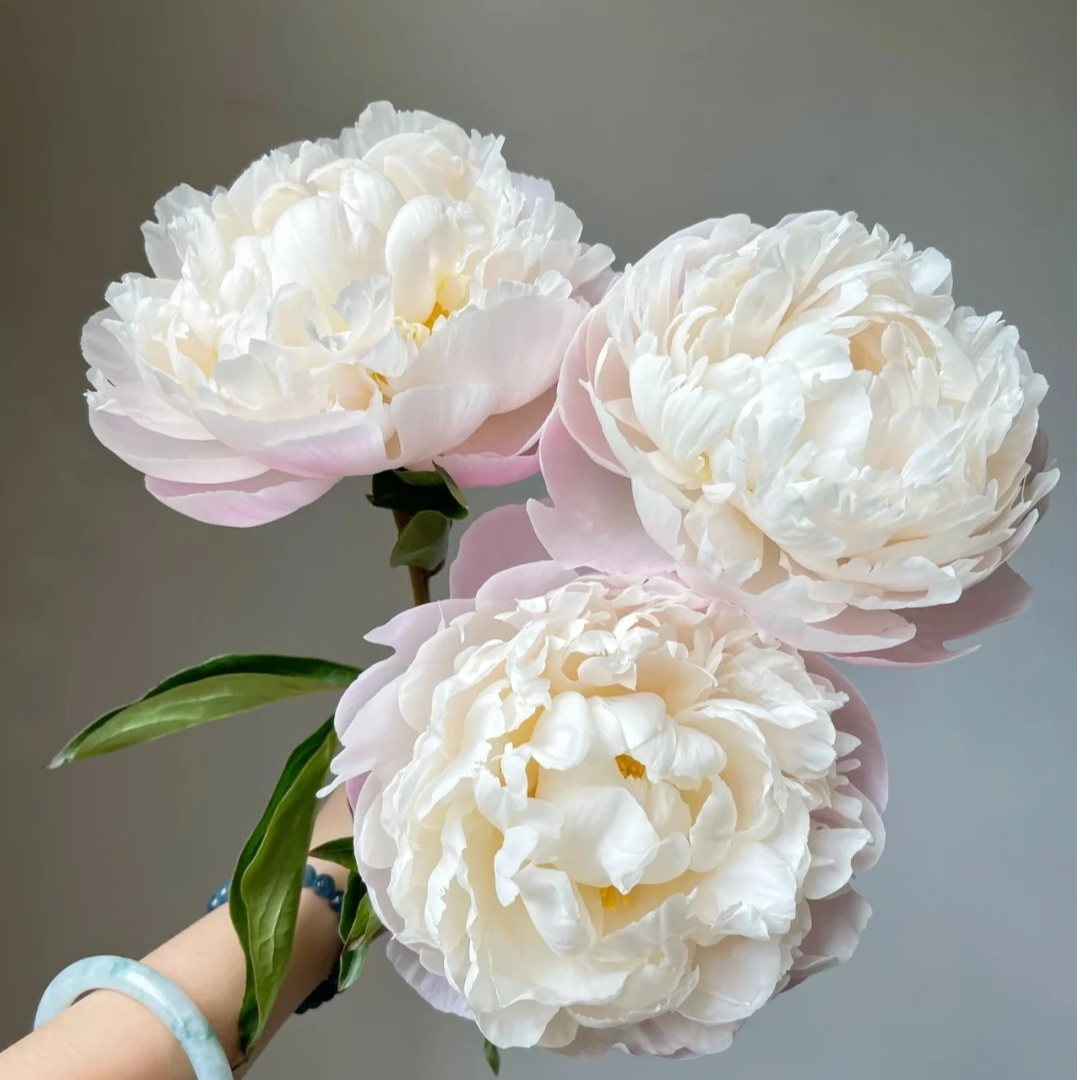 现货【栀子】重瓣芍药直播间芍药基地直发高品质鲜切花生活鲜花