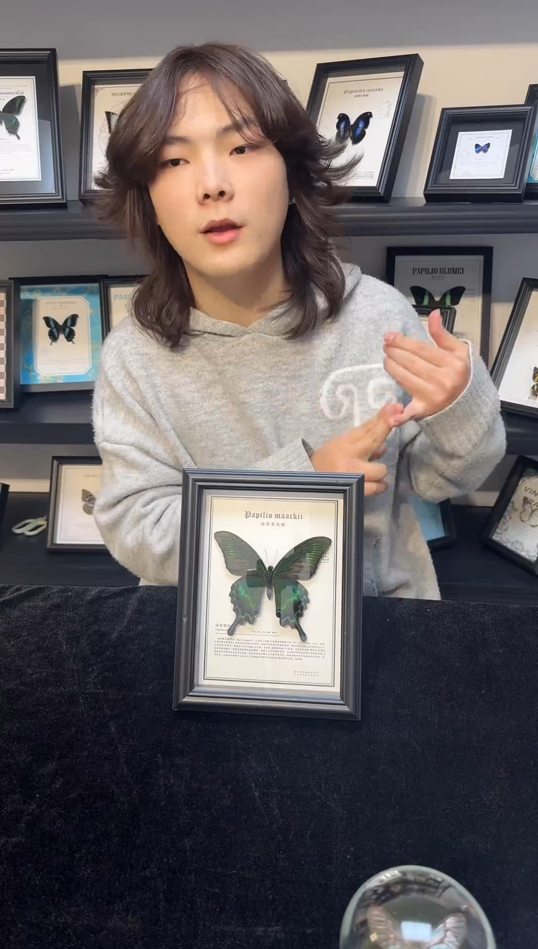 玻璃真实蝴蝶标本