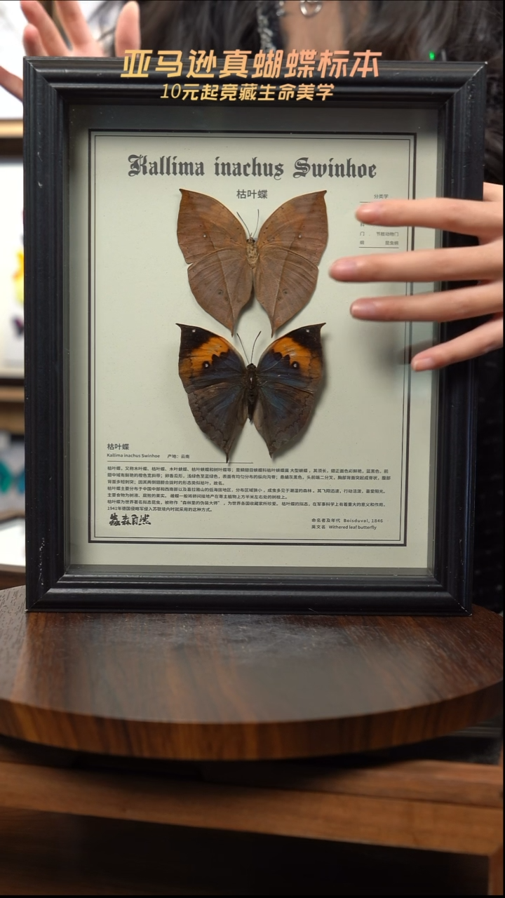 枯叶蝶正反两只中文版10寸欧式框