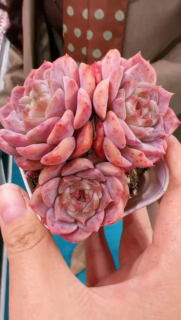 三头起群生熊猫芭比一颗