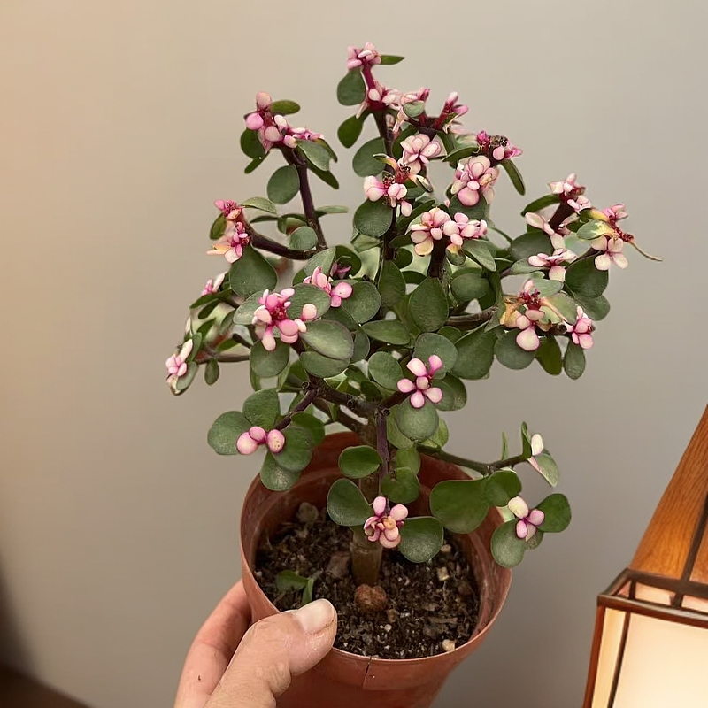 金枝玉叶/任意3单包邮/好养 多肉 /多肉以直播实物为准