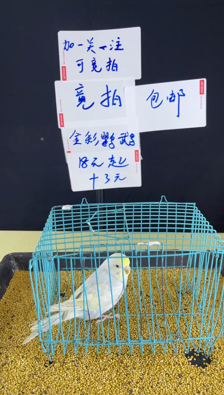 虎皮鹦鹉金彩虎皮鹦鹉