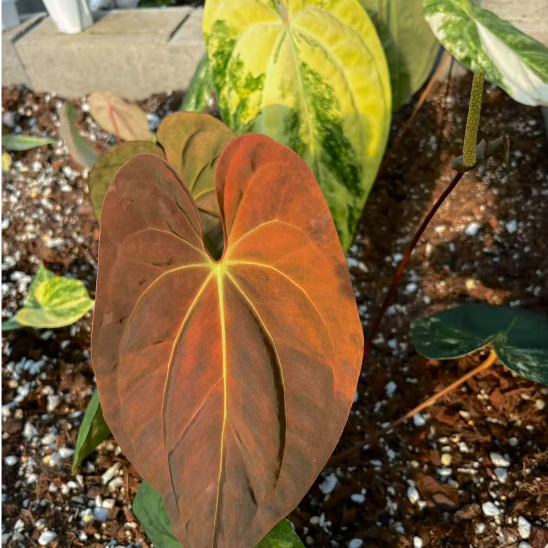 植系life 进口天南星科热植ins风室内摆放植物清新软装原种黑水晶