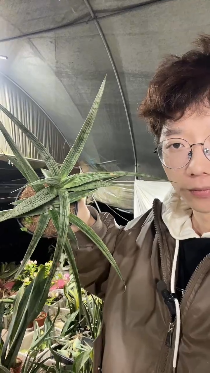摇滚鳄鱼带盆土38.8