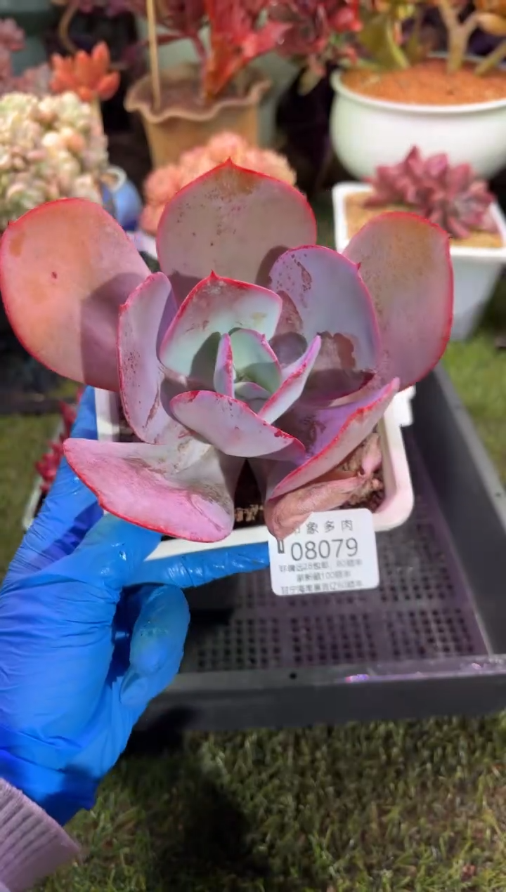 【闪购商品】08079