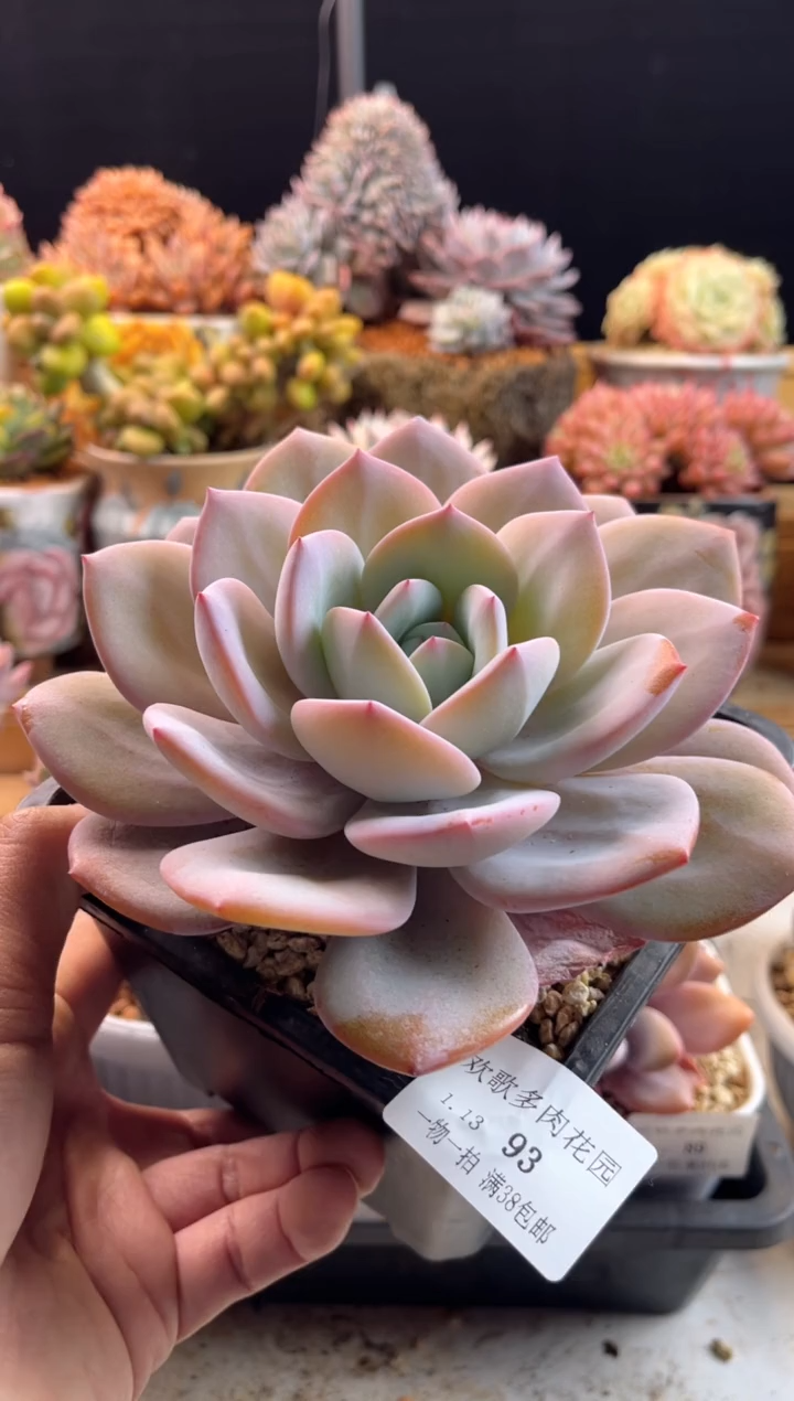 【闪购商品】1.13-93奶茶