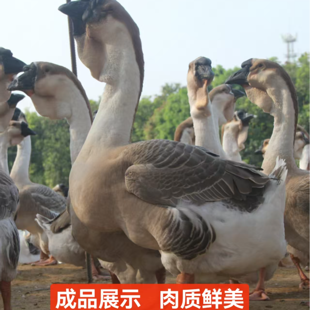 三 两 左右普通颜色[狮头]俄宠物