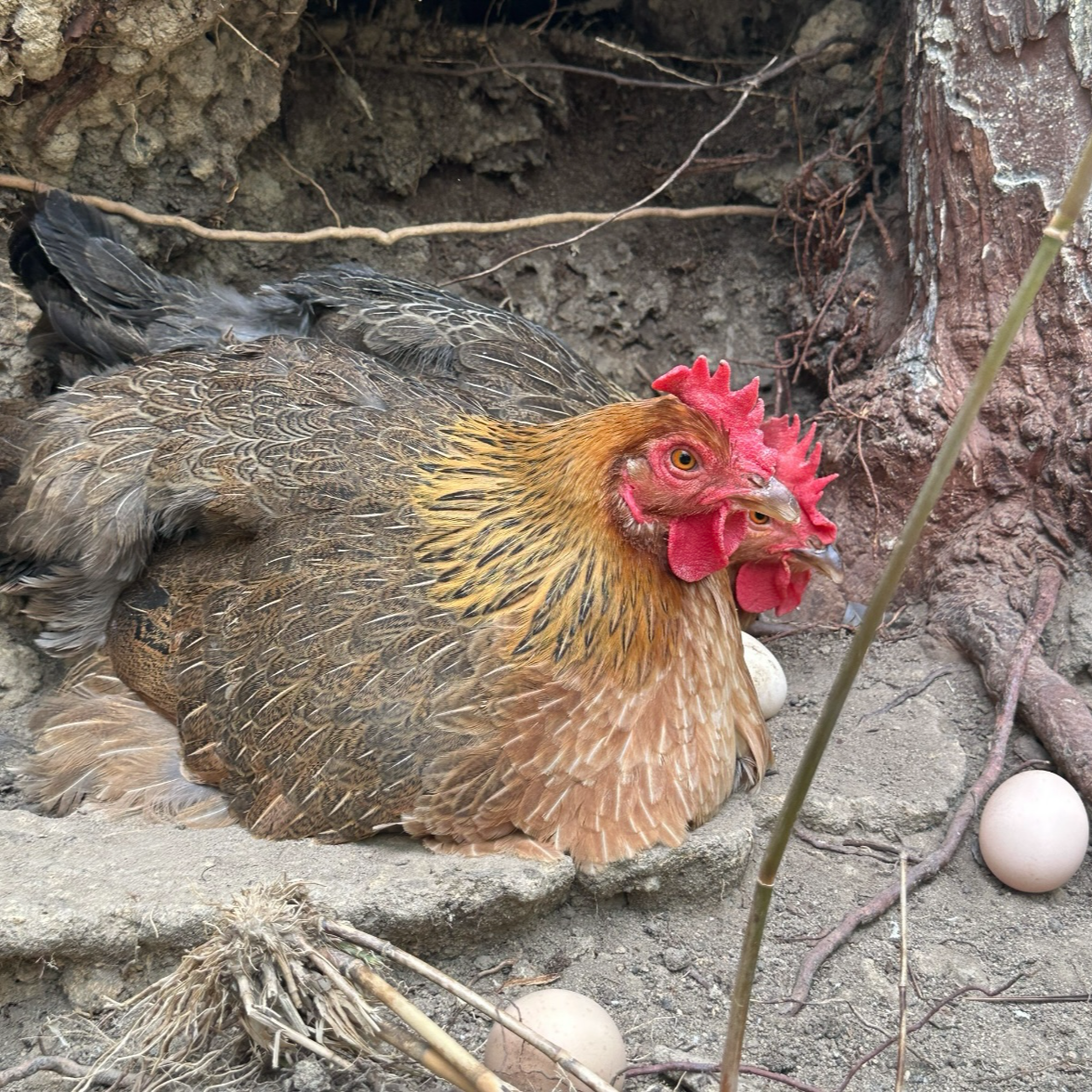 [呼山众创】大喜哈尼梯田土鸡老母鸡月子鸡黑脚鸡散养土鸡顺丰包邮