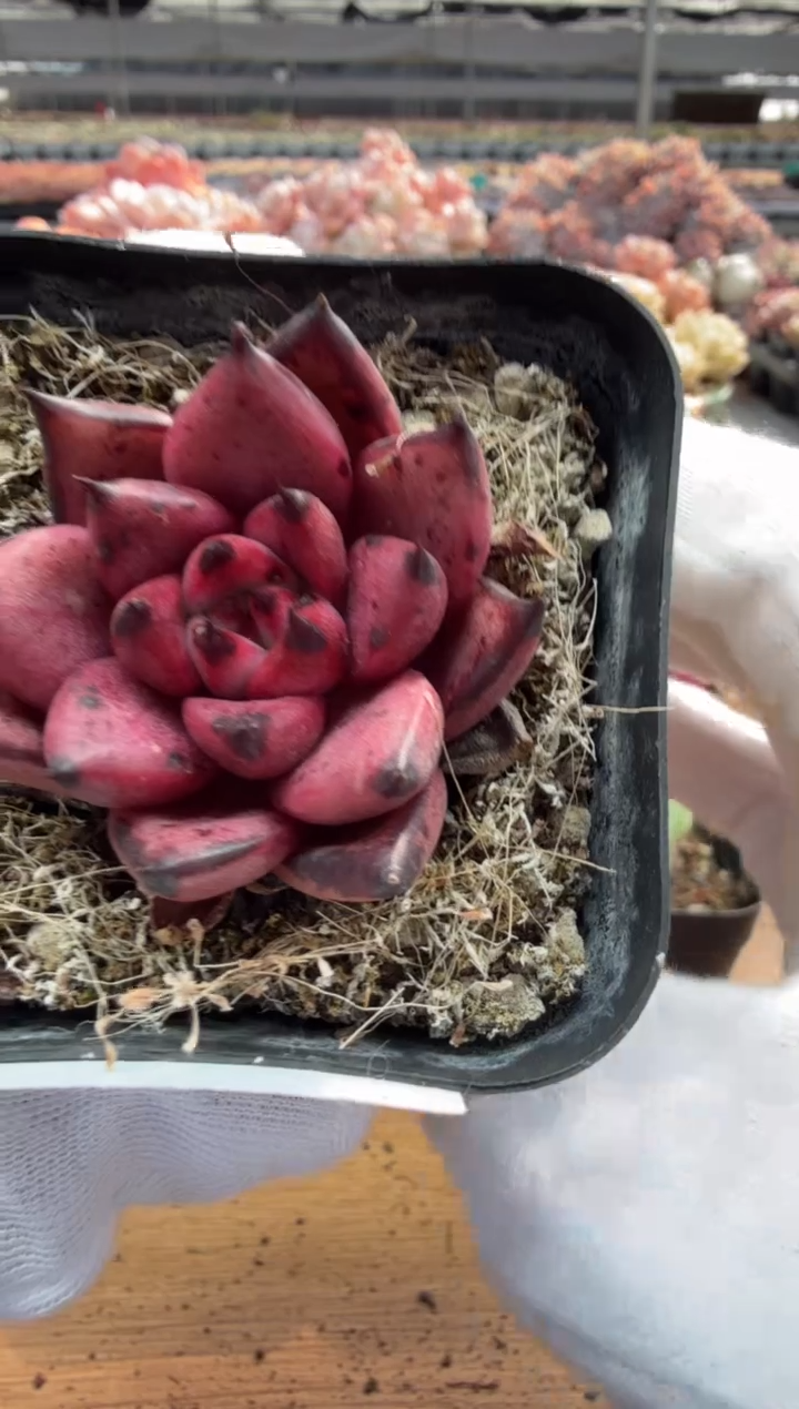 东云多肉园三店-53