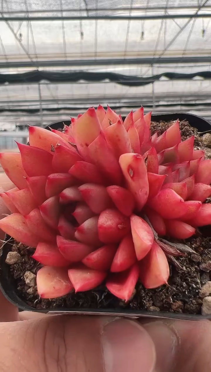 【闪购商品】火凤凰-10