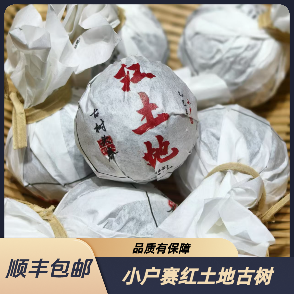 【小户赛66号】2025小户赛红土地古树龙珠头春
